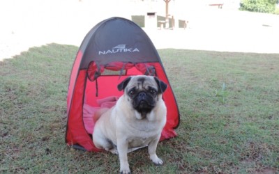 Acampando com seu cachorro